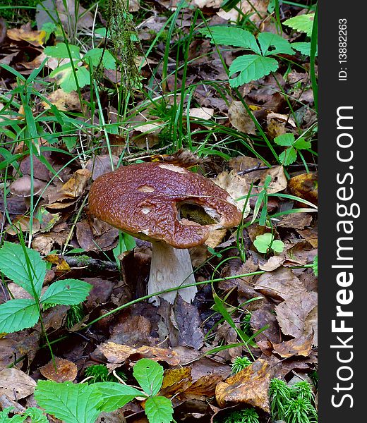 Cep. A wood mushroom.