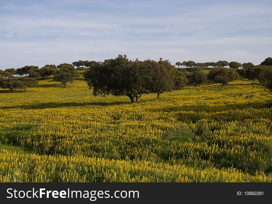 Summer landscape Alentejo in Portugal