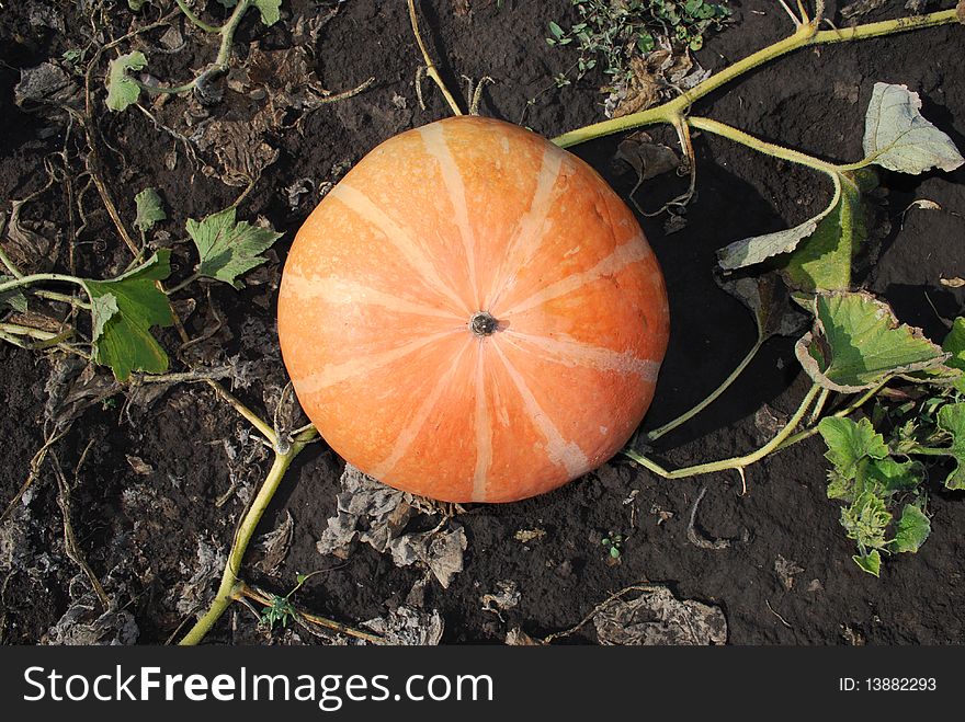 Pumpkin - positive mood, gifts of nature