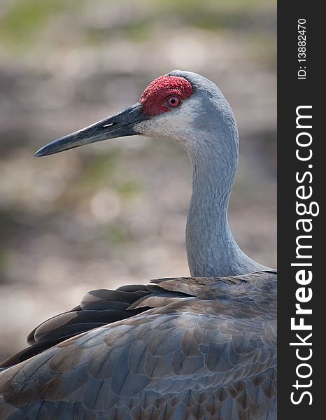 Adult sandhill crane looks up while preening. Adult sandhill crane looks up while preening.