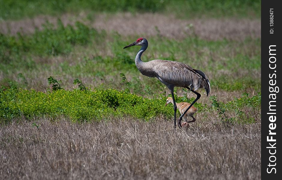 Sandhill Crane With Baby