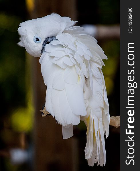 White cockatoo bends head to clean with feathers fluffed up. White cockatoo bends head to clean with feathers fluffed up.