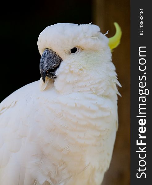 Calm white cockatoo looks left, in slight profile with yellow crest at rest. Calm white cockatoo looks left, in slight profile with yellow crest at rest.