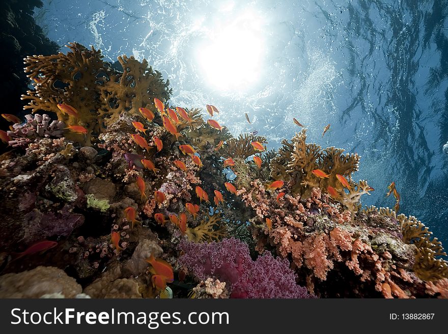 Ocean, Coral And Fish