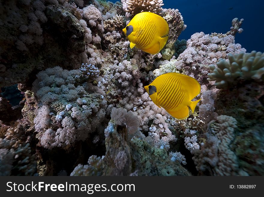 Butterflyfish and ocean