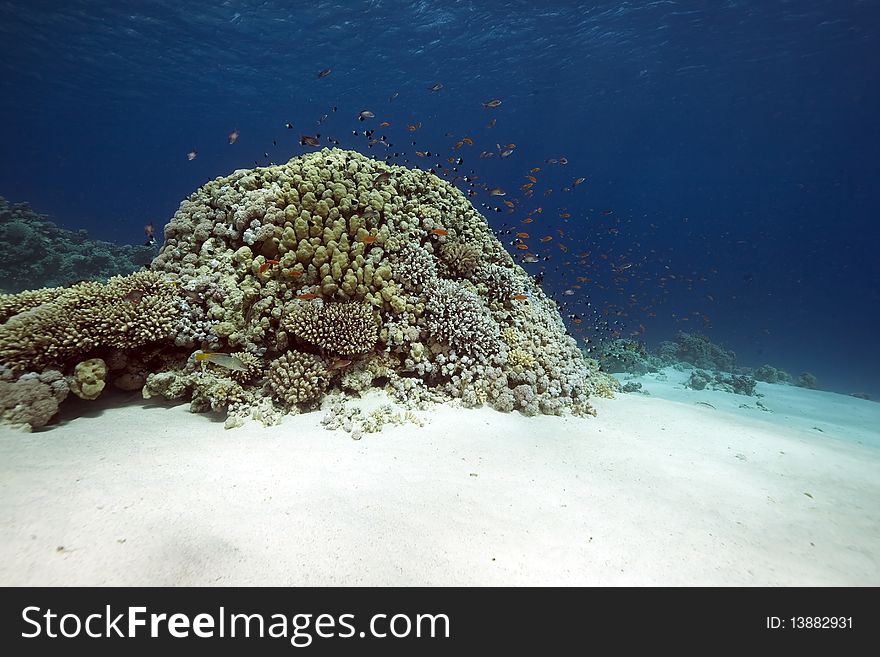 Ocean,coral and fish taken in the Red Sea. Ocean,coral and fish taken in the Red Sea.