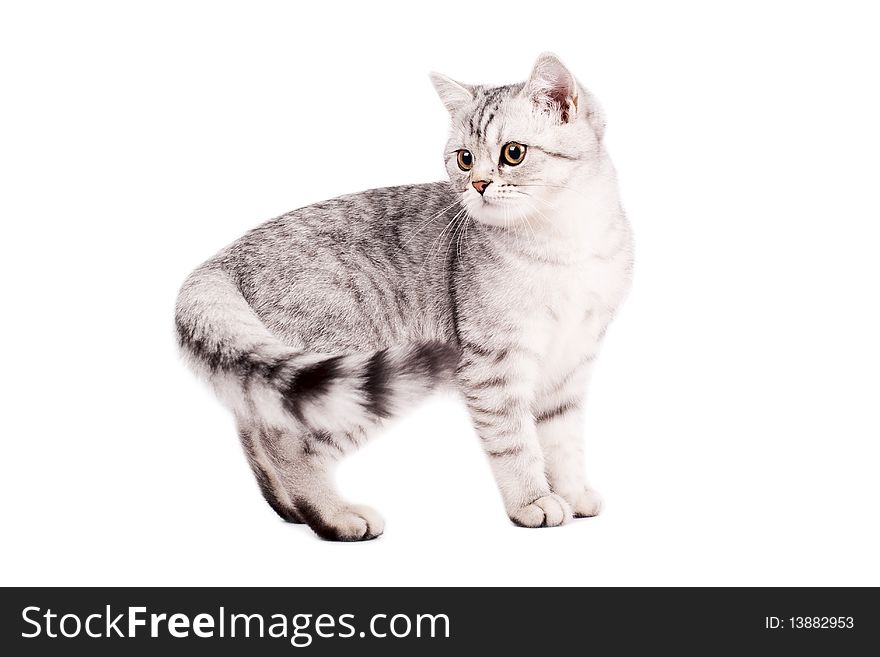 Portrait of a scottish straight Cat on a white background. Studio shot. Portrait of a scottish straight Cat on a white background. Studio shot.