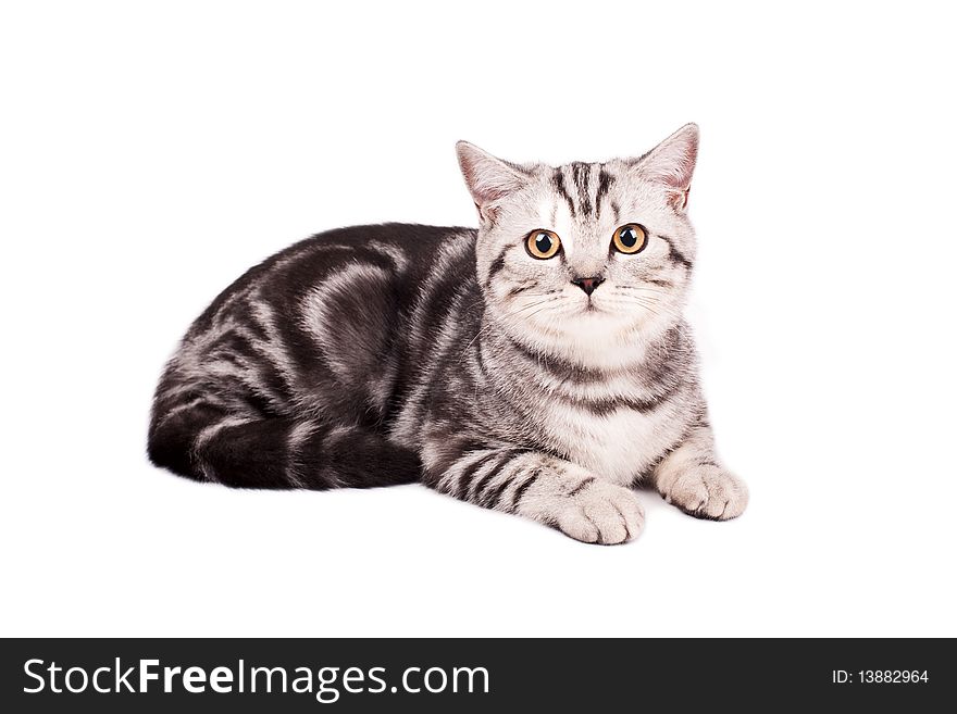 Portrait of a British Shorthaired Cat on a white background. Studio shot.