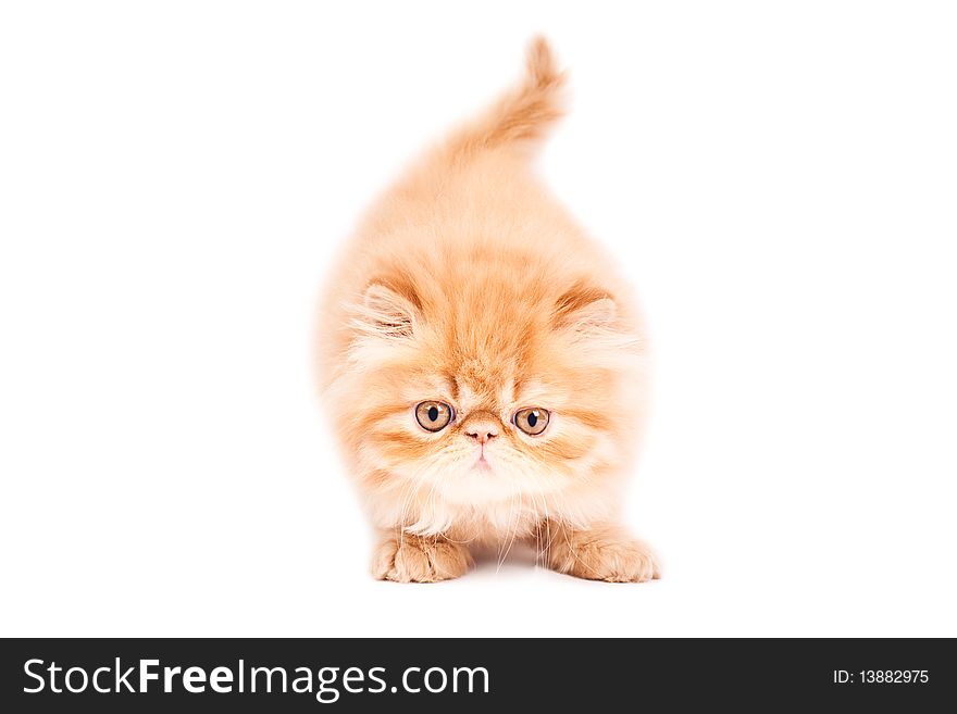 Portrait of  playing persian cat on a brown background. Studio shot. Portrait of  playing persian cat on a brown background. Studio shot.