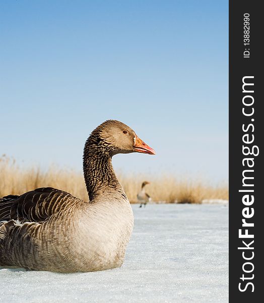 Goose Used As Bait In Hunting