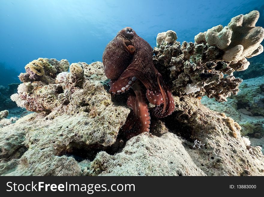 Octopus and ocean taken in the Red Sea.