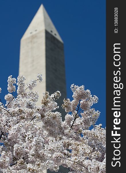 Washington monument on sunny day with blossom trees