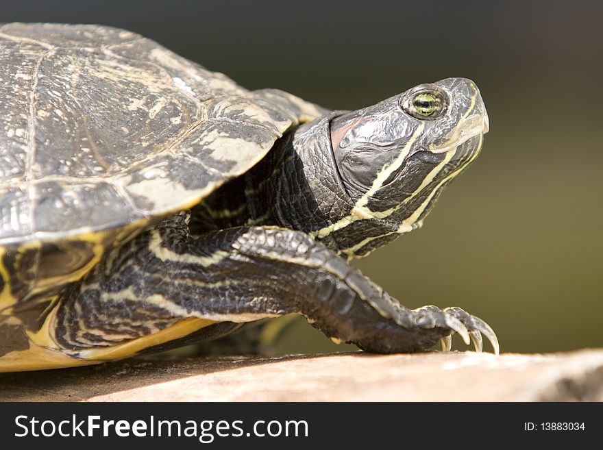 Portrait of Red Eared Turtle (Trachemys scripta elegans) at wildlife. Focus on eyes