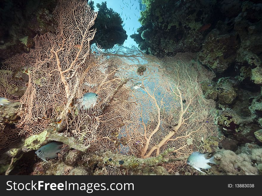 Seafan and ocean taken in the Red Sea.