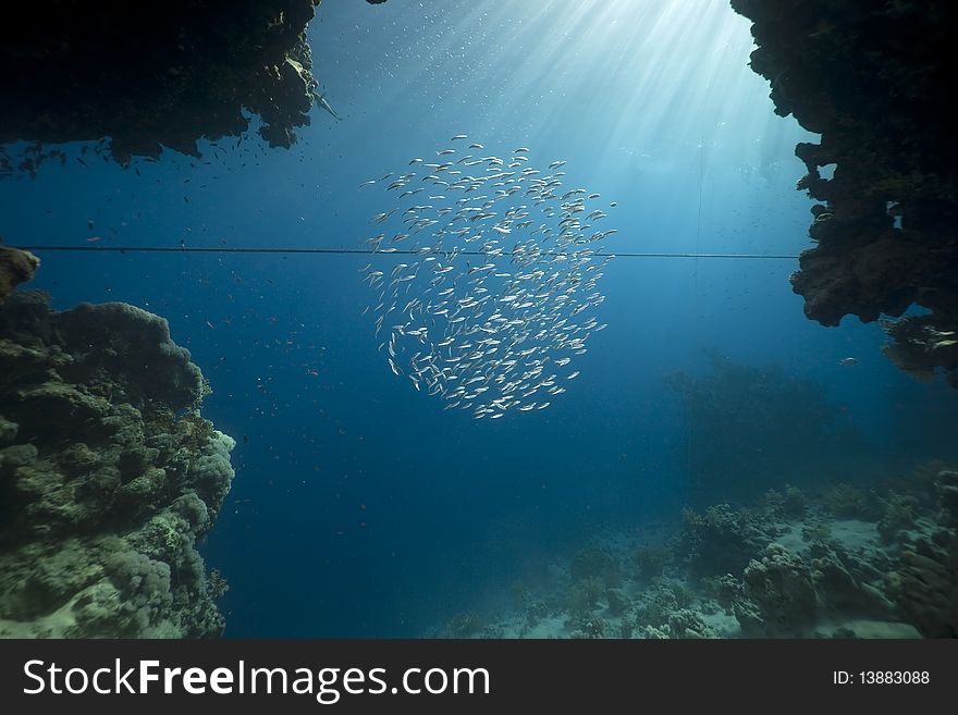 Ocean,coral and fish taken in the Red Sea. Ocean,coral and fish taken in the Red Sea.