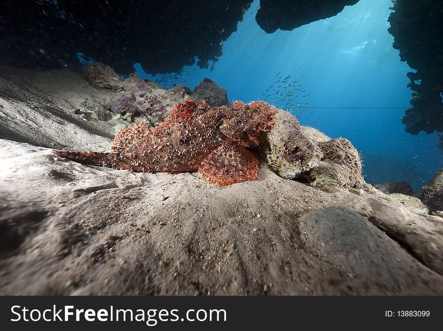 Scorpionfish and ocean taken in the Red Sea.