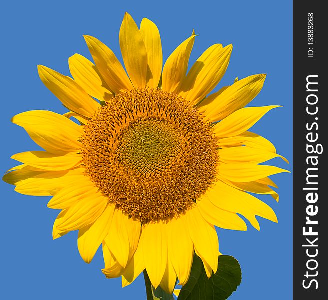 Ripe sunflower on a blue background