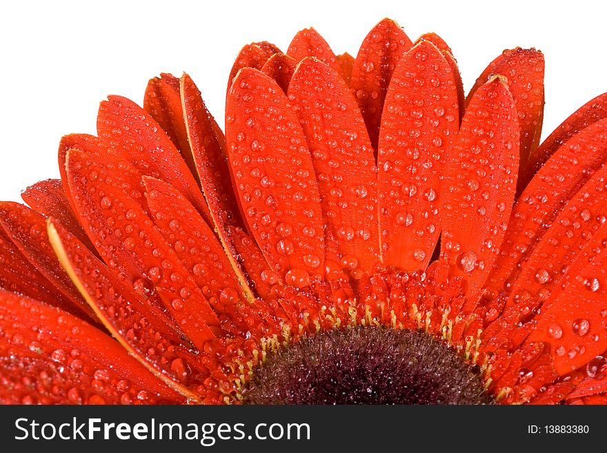 Close-up part of red gerbera flower with water drops, isolated on white