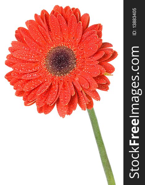 Close-up red gerbera flower with water drops, isolated on white