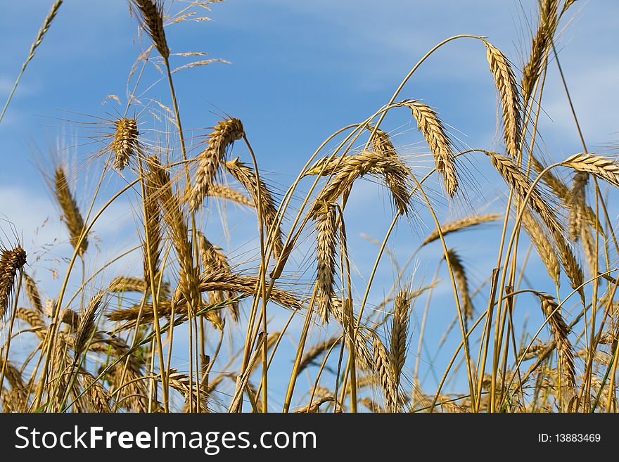 Close-up ripe rye ears against a blue sky background