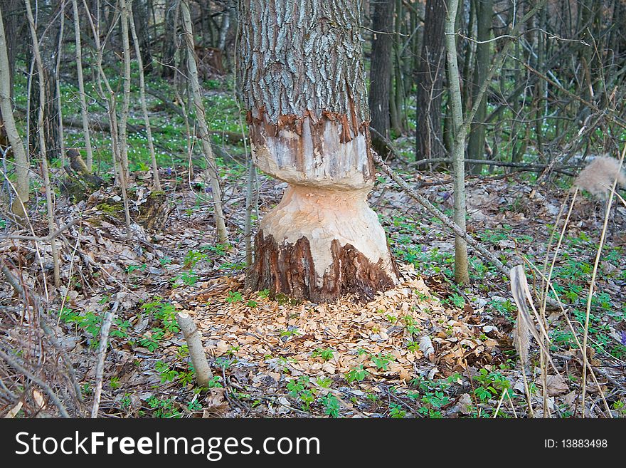 Tree gnawed by beavers in forest