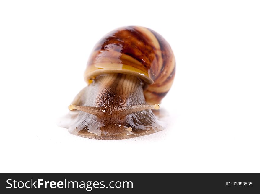 Close up shot of live snail isolated on white background. Close up shot of live snail isolated on white background