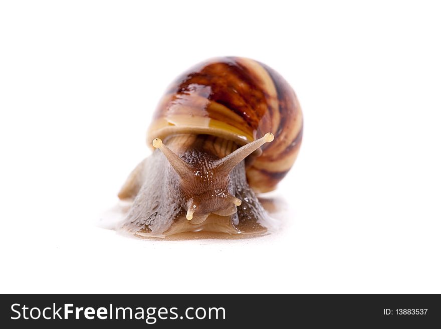 Close up shot of live snail isolated on white background. Close up shot of live snail isolated on white background