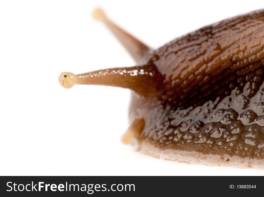 Close up shot of live snail isolated on white background. Close up shot of live snail isolated on white background