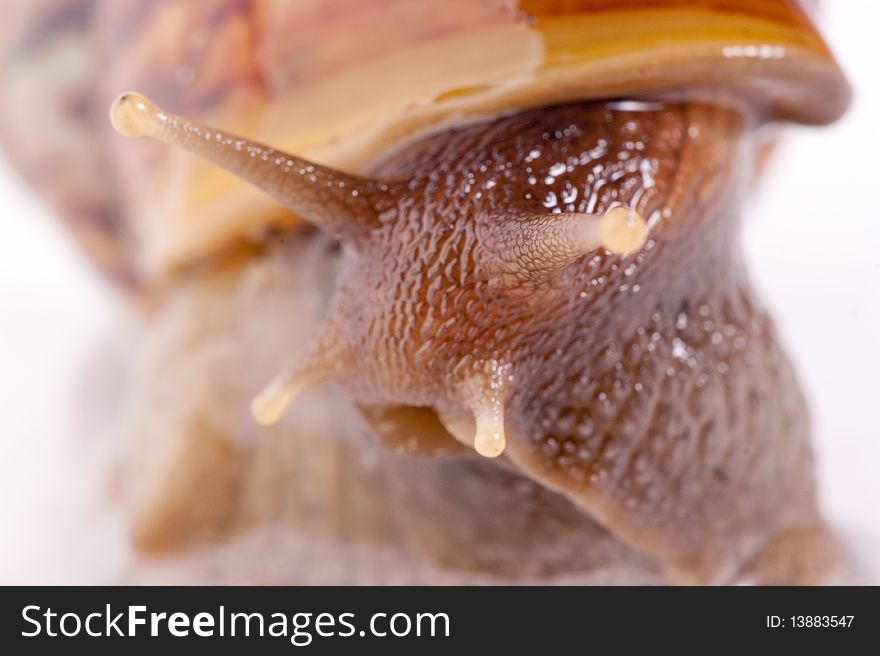 Close up shot of live snail isolated on white background. Close up shot of live snail isolated on white background