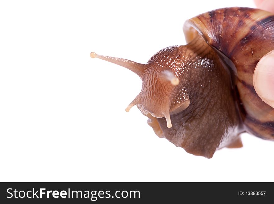 Close up shot of live snail isolated on white background. Close up shot of live snail isolated on white background