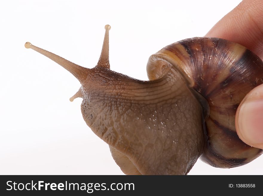 Close up shot of live snail isolated on white background. Close up shot of live snail isolated on white background