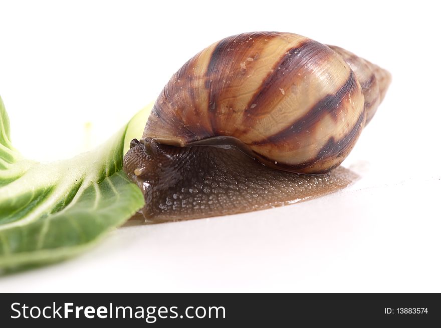 Close up shot of live snail isolated on white background. Close up shot of live snail isolated on white background