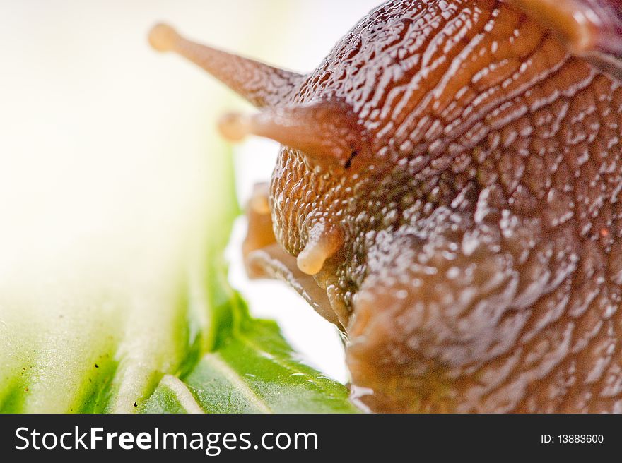 Close up shot of live snail isolated on white background. Close up shot of live snail isolated on white background