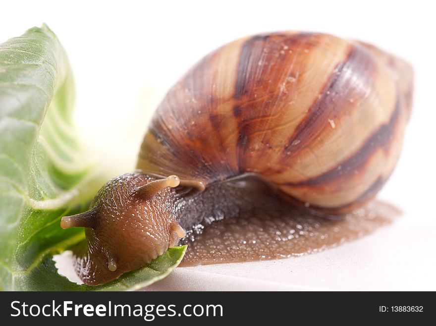 Close up shot of live snail isolated on white background. Close up shot of live snail isolated on white background