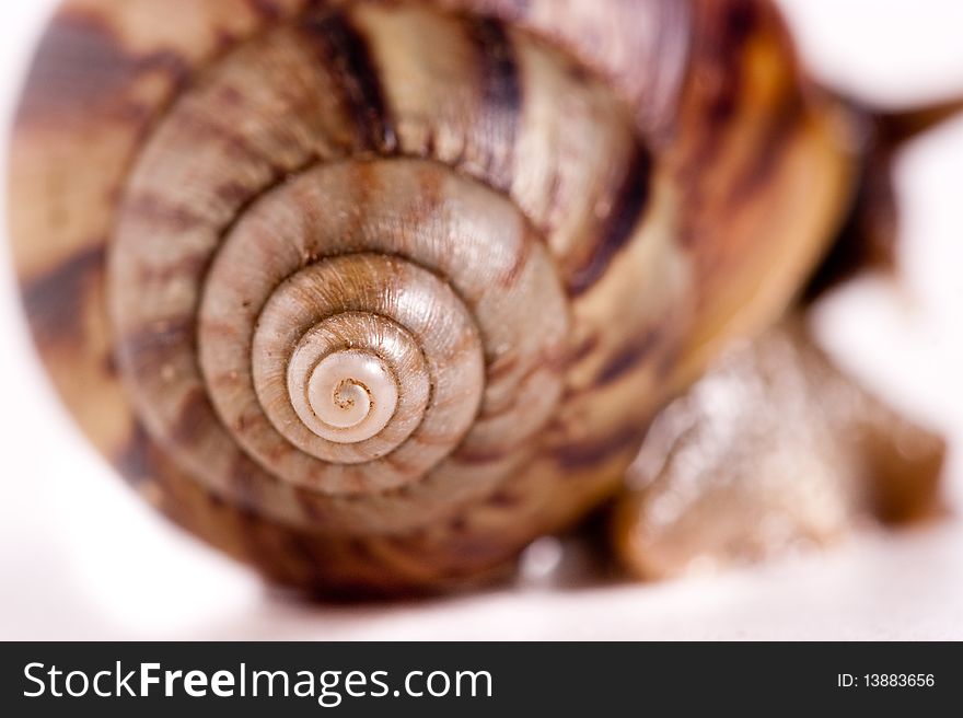 Close up shot of live snail isolated on white background. Close up shot of live snail isolated on white background