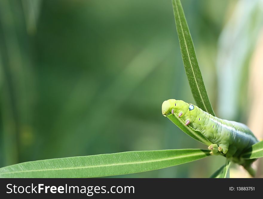 Breakfast was green leaf worm