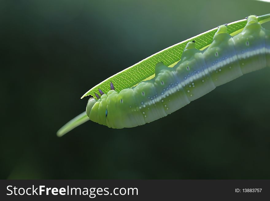 Green leaf eating worms as food. Green leaf eating worms as food