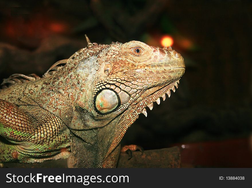 Iguana close up picture on dark background.