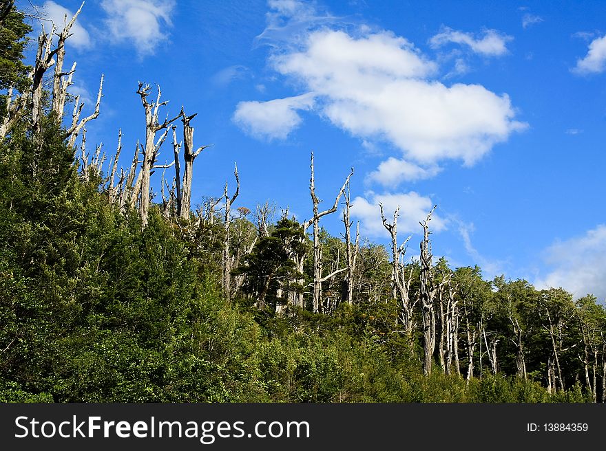 Forest with dead trees in New Zealand, South Island. Forest with dead trees in New Zealand, South Island.