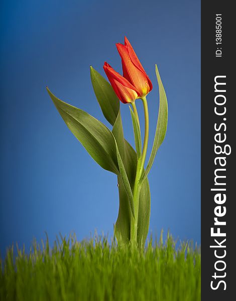 Red tulip on blue background