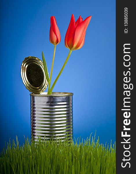 Red tulip, growing in tin can