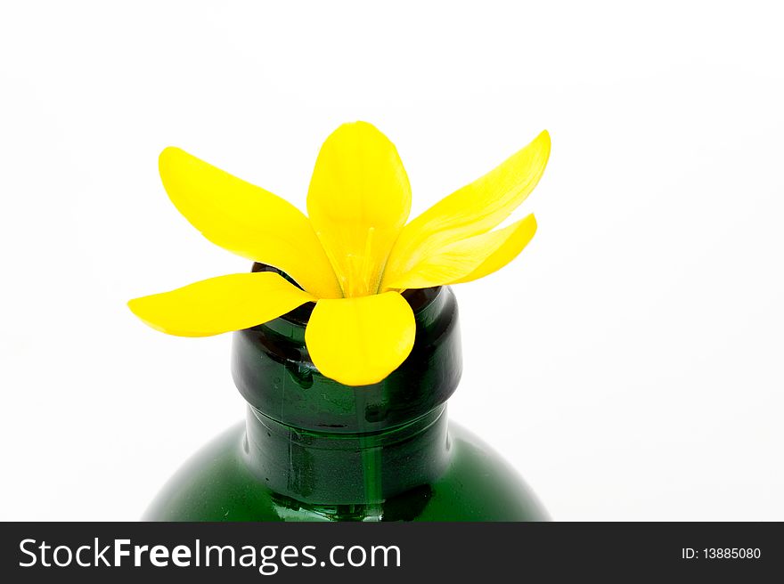 Yellow Crocus in Bottle. Isolated.