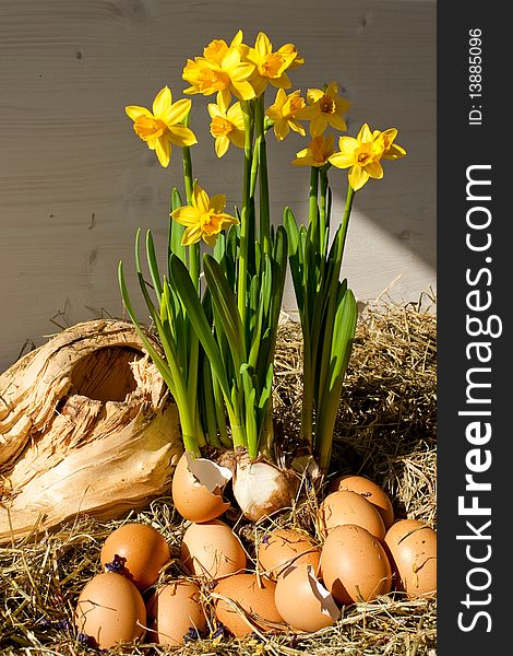 Easter display with daffodils growing behind an arrangement of eggshells. Vertical shot. Easter display with daffodils growing behind an arrangement of eggshells. Vertical shot.
