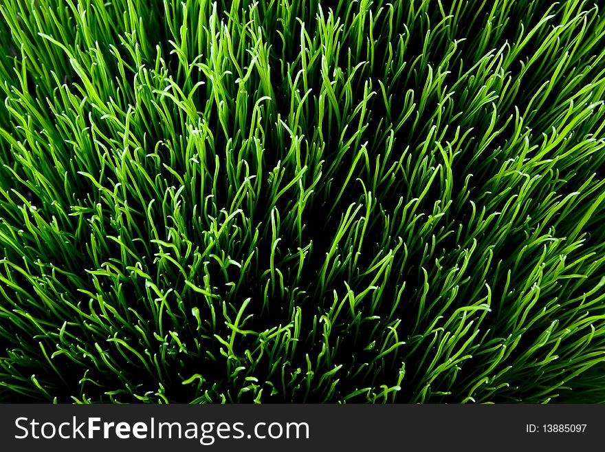 Sunny grass. top down view detailed texture