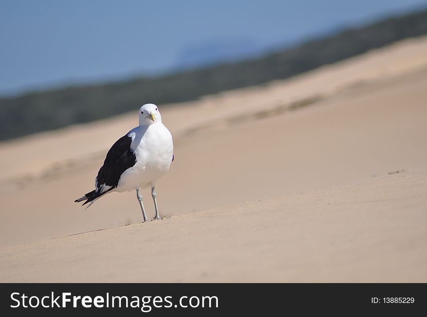 Black and white seagull on beach
