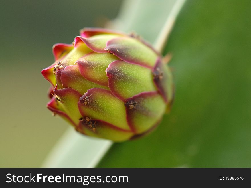 Unripe dragon fruit on plant