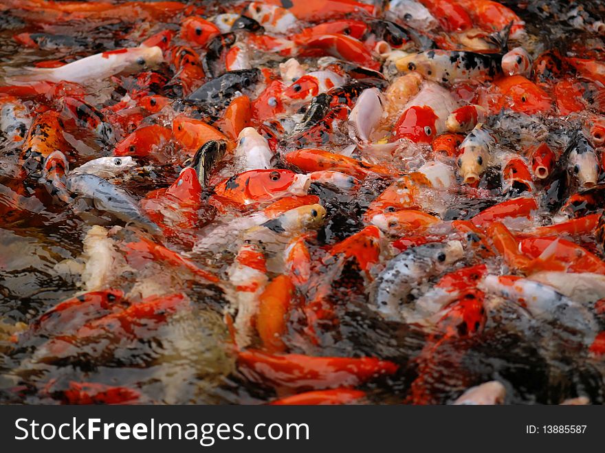 Feeding koi fish in the pond