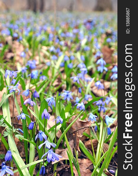 Forest flowers in a wild nature. Blue snowdrops clearing in the forest - vertical photograph