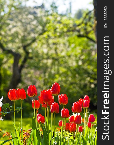 Red tulips in the garden