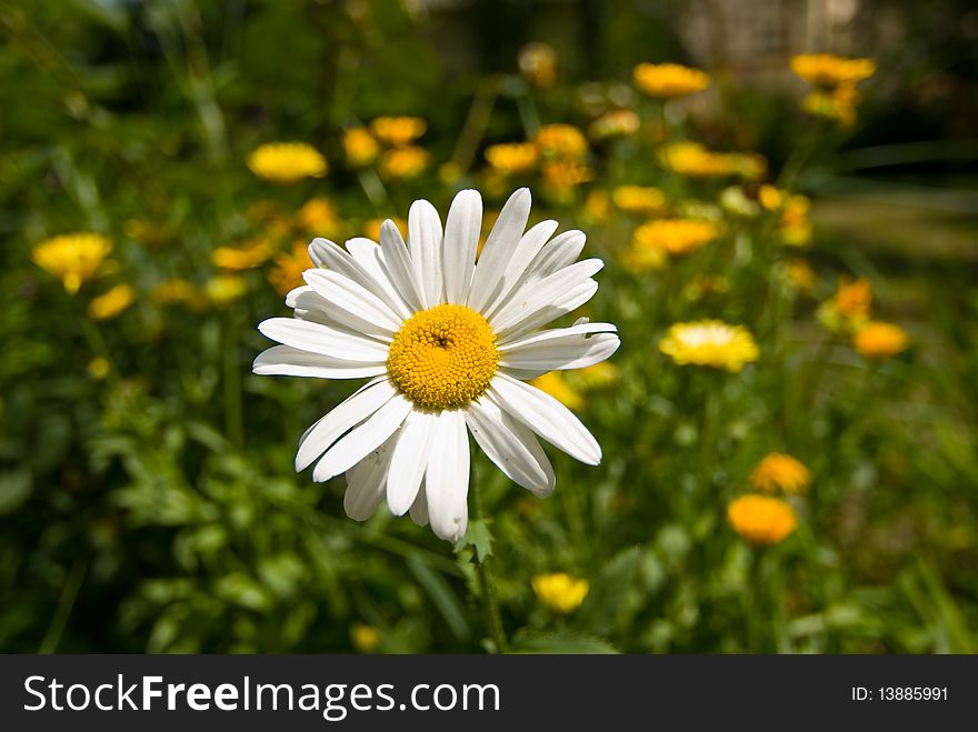 Close Up of flower on a spring meadow. Close Up of flower on a spring meadow